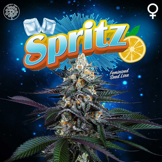 Spritz by Perfect Tree