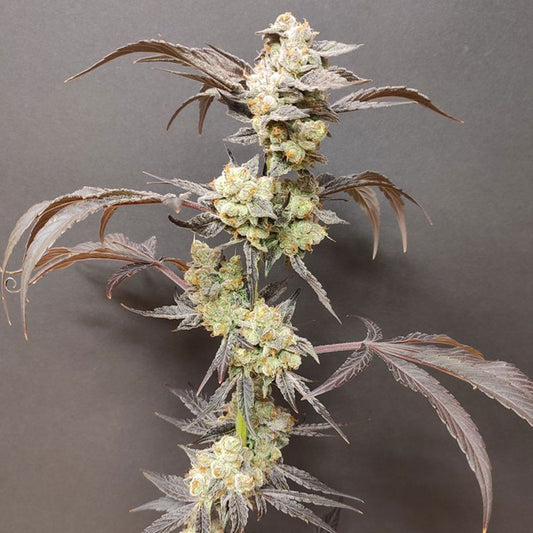 Spritzade by Seeds of Anarchy