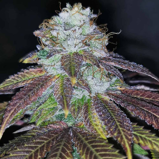 Squirterz by Pheno Finder Seeds