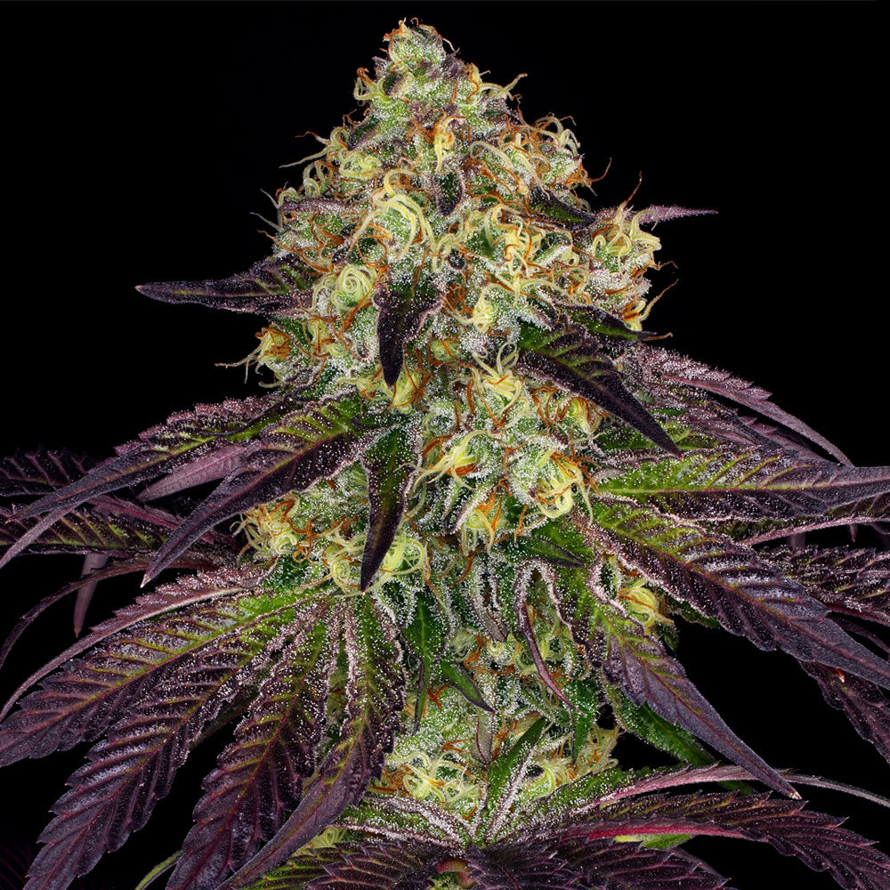 Stracciatella by T.H. Seeds