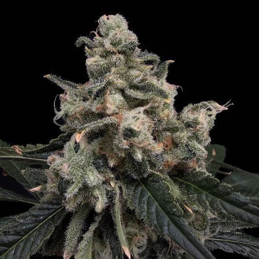 Strawberry Honeycombz by Common Wealth Seed Co