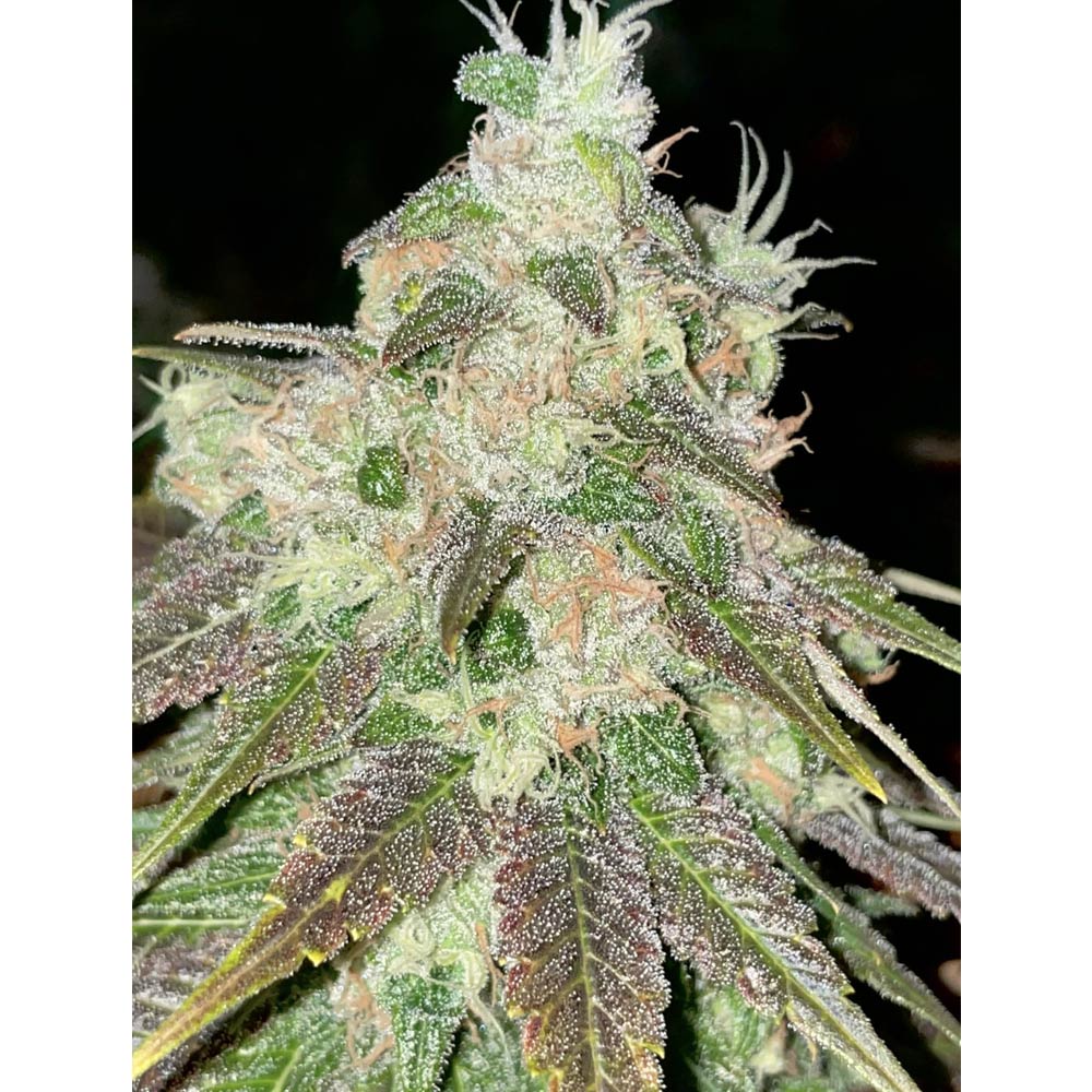 Strawberry Jacuzzi by Rare Dankness