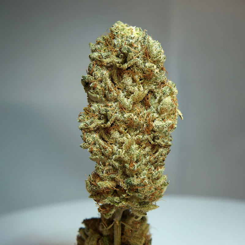 Strawberry Glue by T.H. Seeds