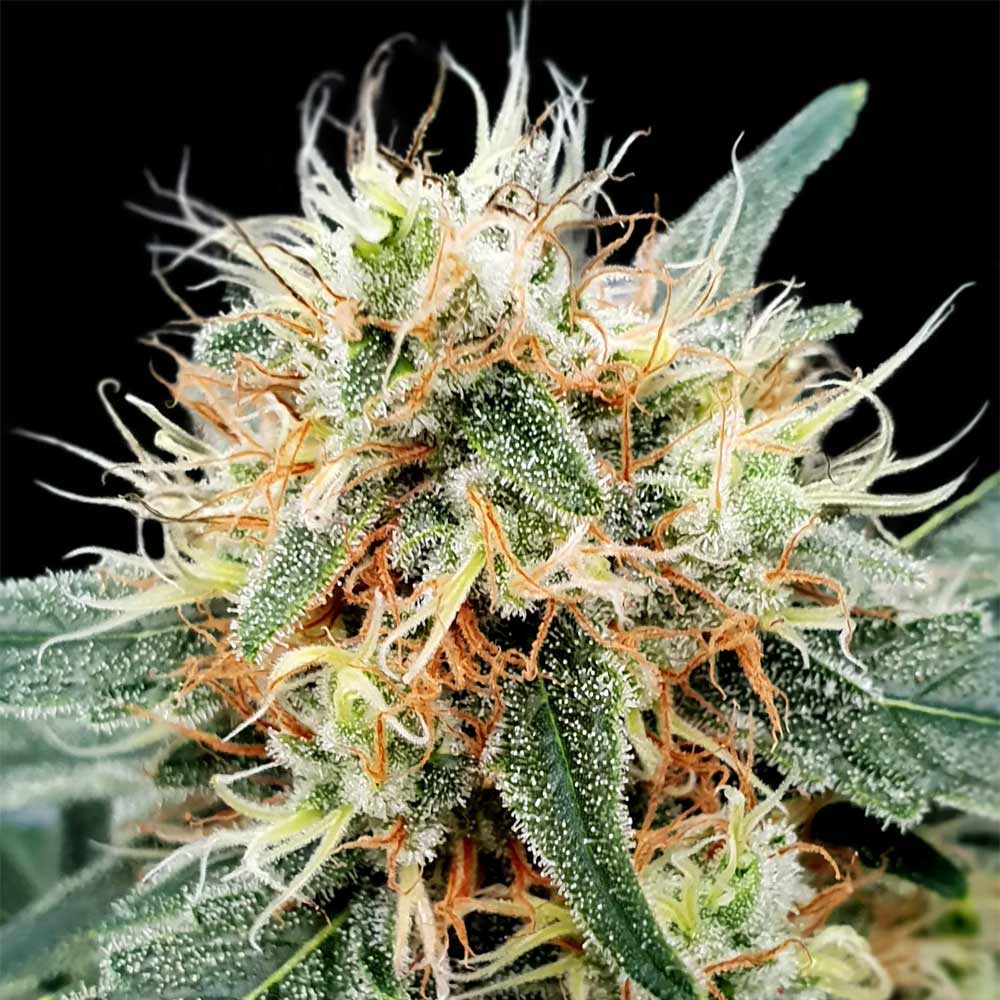 Auto Stromboli by Paradise Seeds
