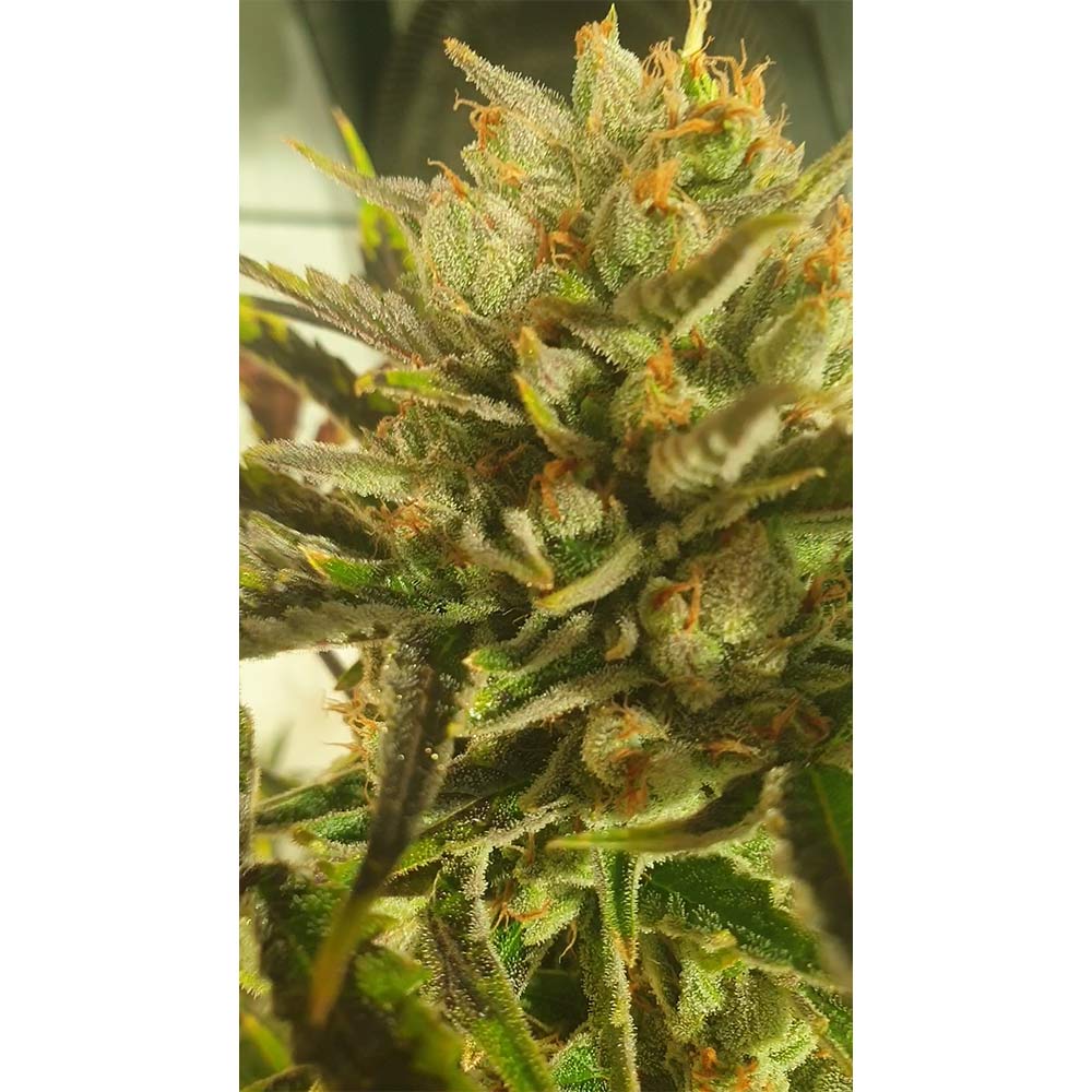 Sugar Tree by Zmoothies