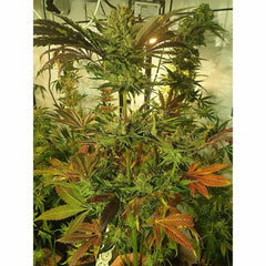 Sugar Tree Female Weed Seeds by Zmoothiez
