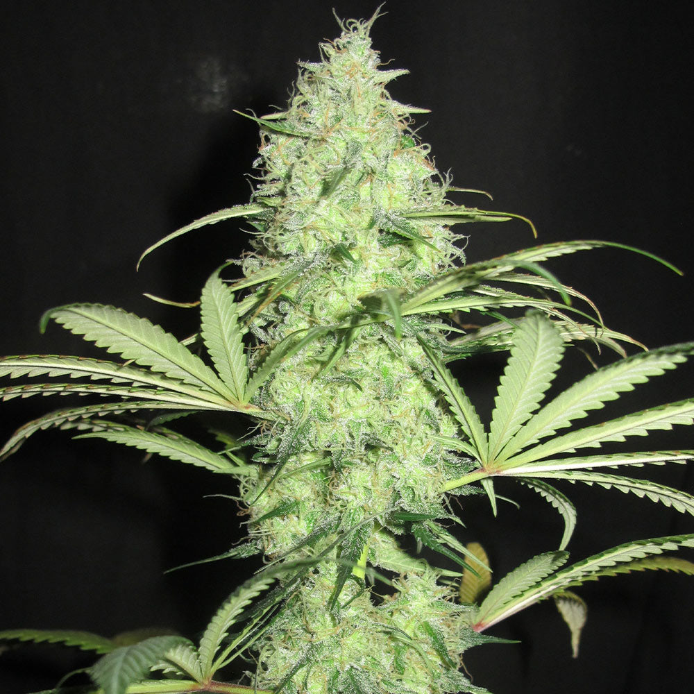 Sunday Gravy by Ultra Genetics