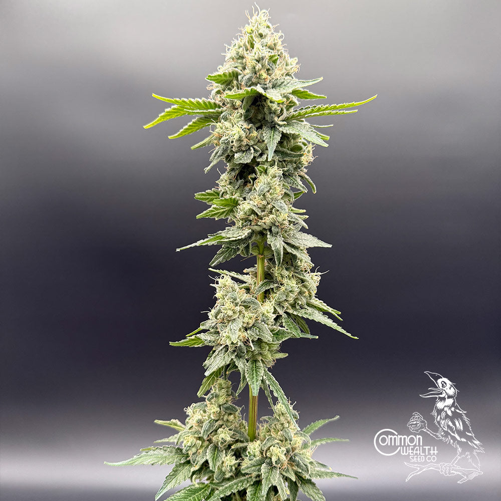 Sundew by Common Wealth Seed Co