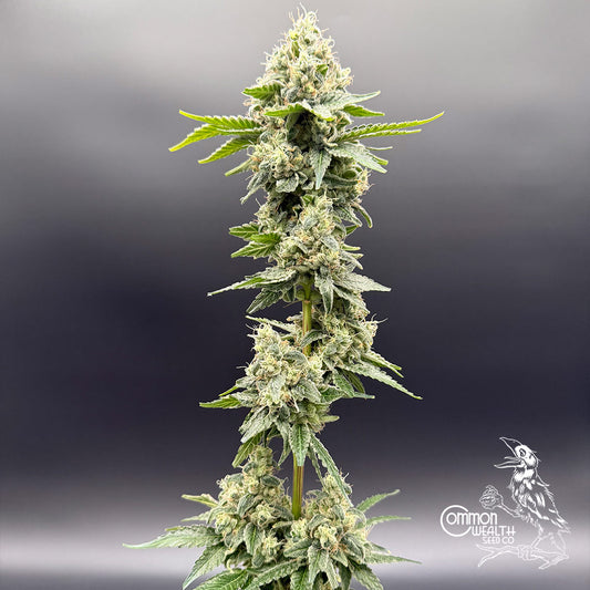 Sundew by Common Wealth Seed Co