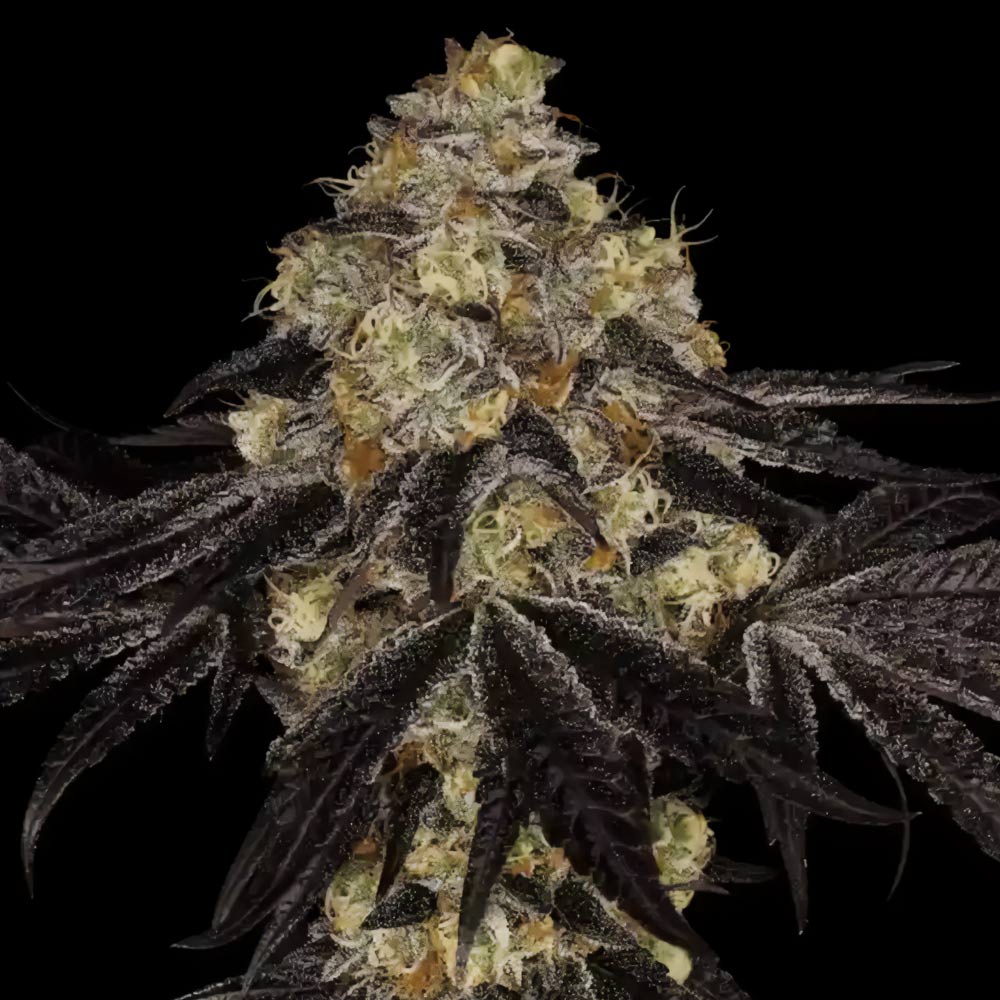 Sunset Paradise by Paradise Seeds