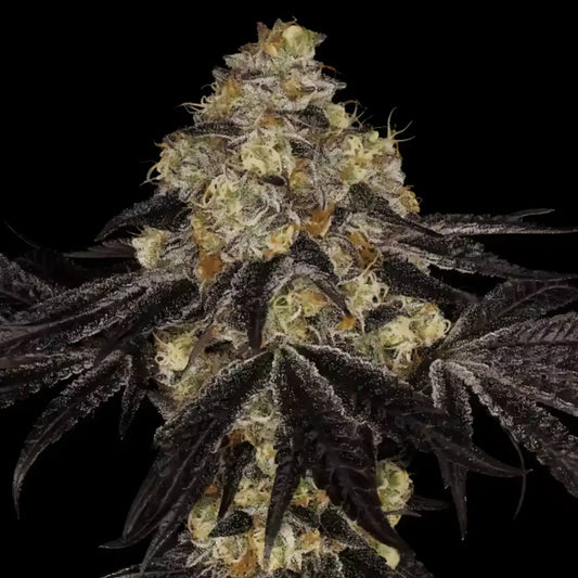 Sunset Paradise by Paradise Seeds