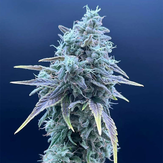 Sweet Pink Grapefruit x Grape Sunshine by Common Wealth Seed Co