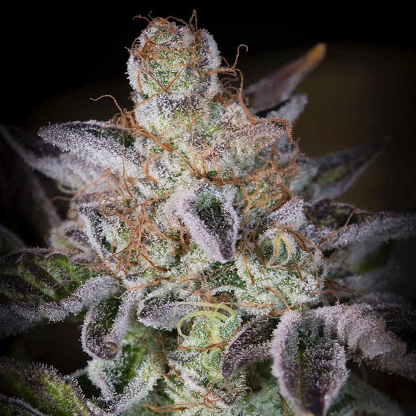 Sweetopia by Paradise Seeds