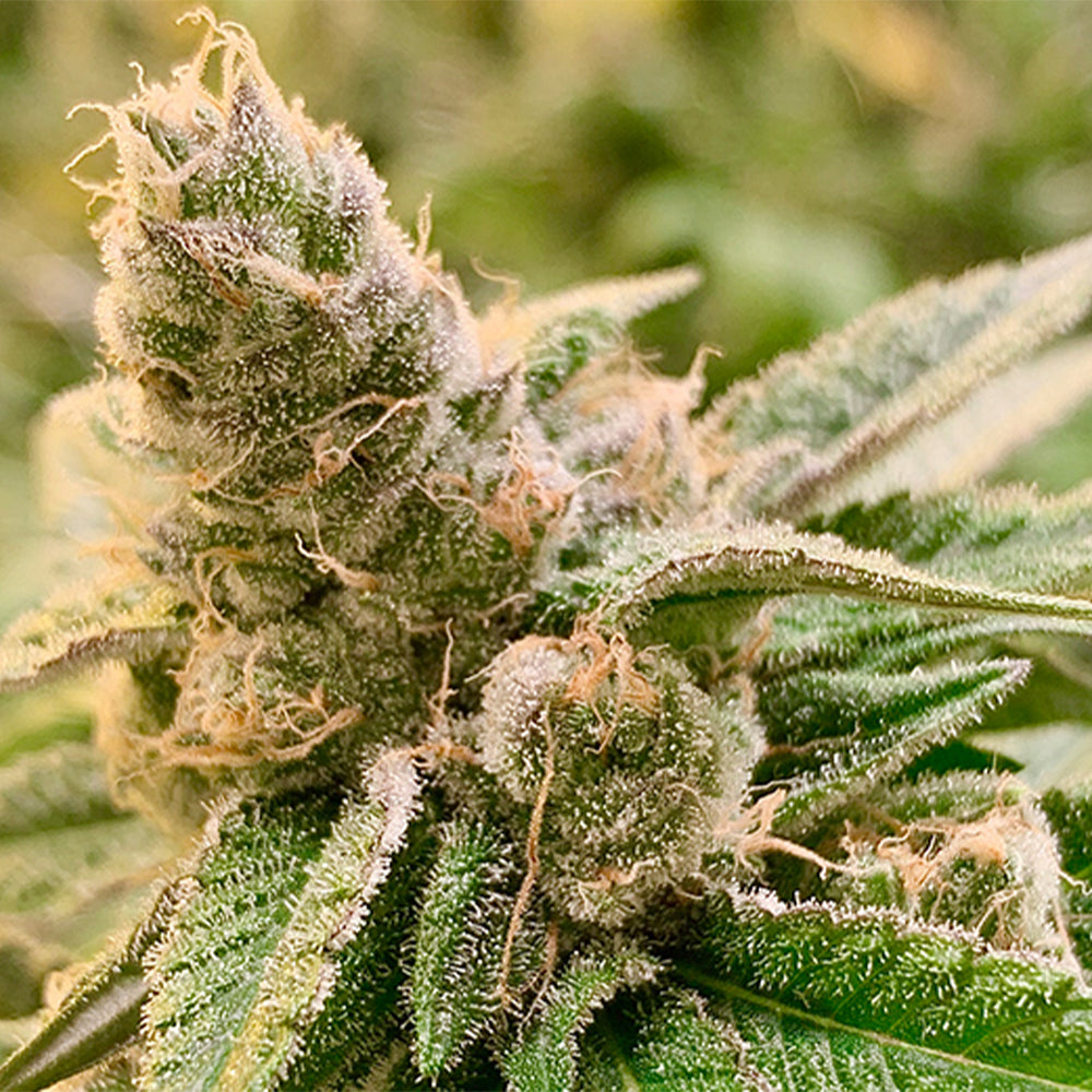 Tangerine Somali by Rare Dankness