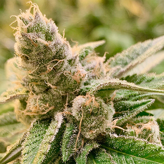 Tangerine Somali by Rare Dankness
