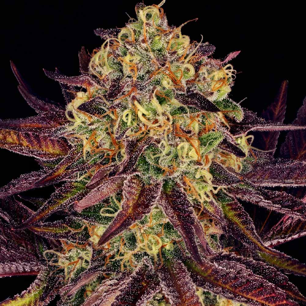 Tangerine Sorbet by Paradise Seeds