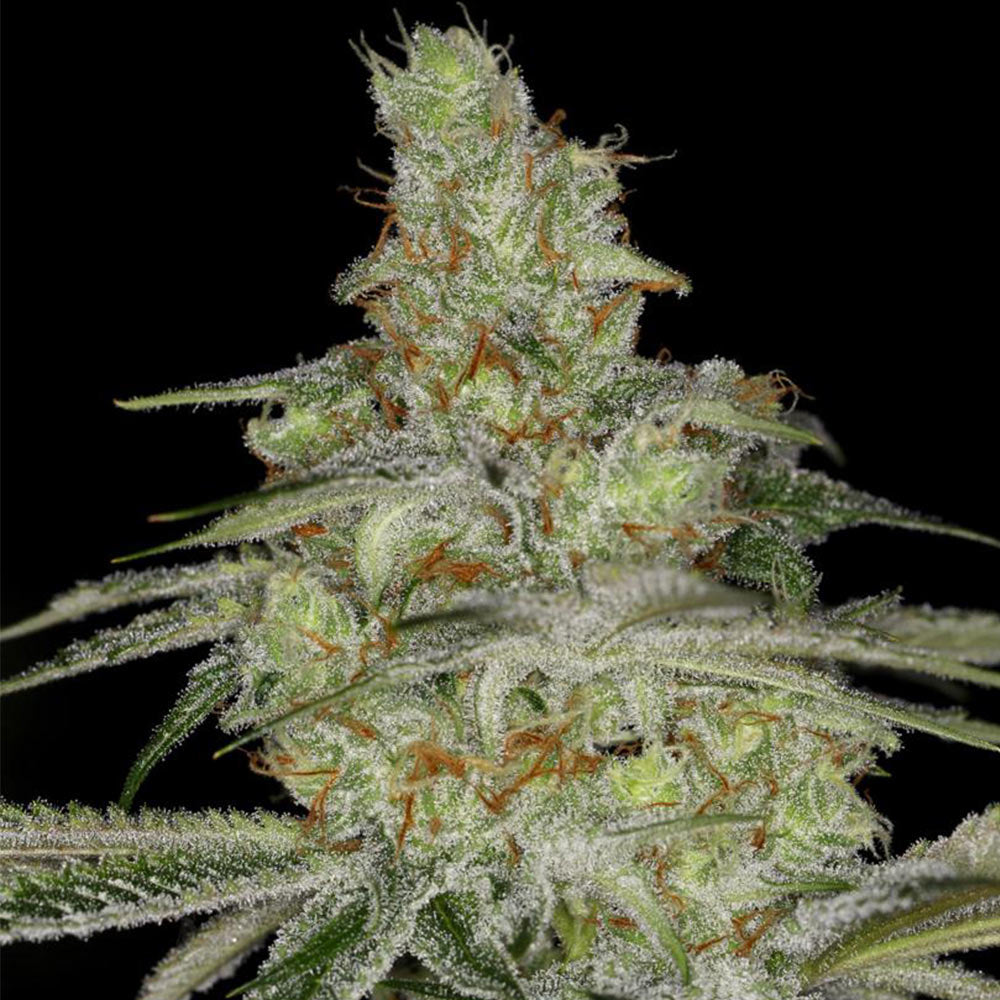 Tangie Ghost Train by Little Chief Collabs
