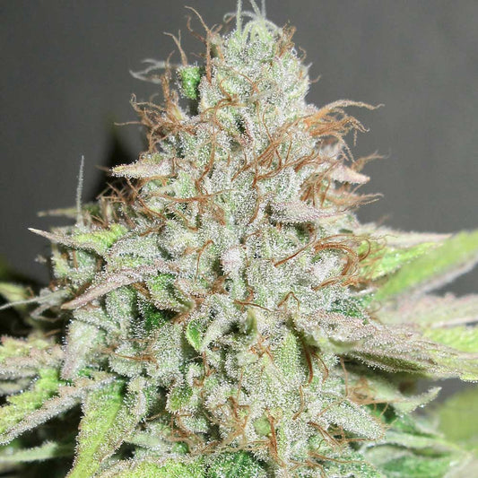 Terpatron 3000 F2 by Ultra Genetics