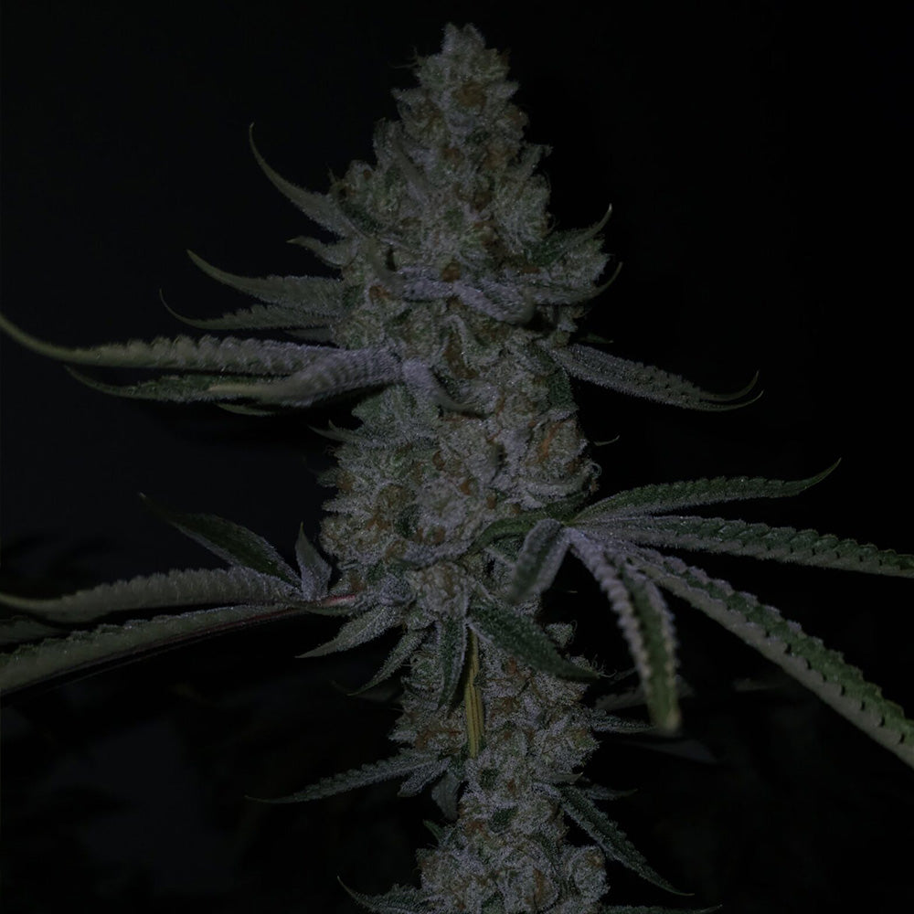 Terpulator by Capulator Seeds