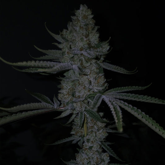 Terpulator by Capulator Seeds