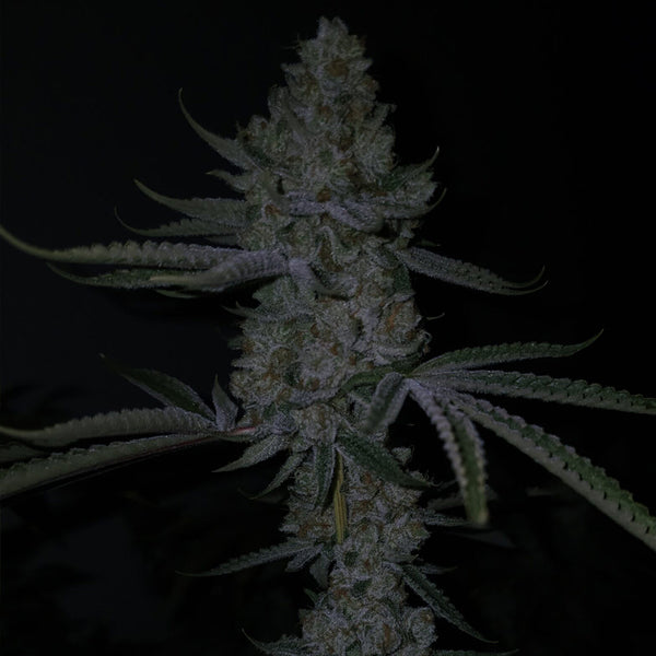 Terpulator by Capulator Seeds