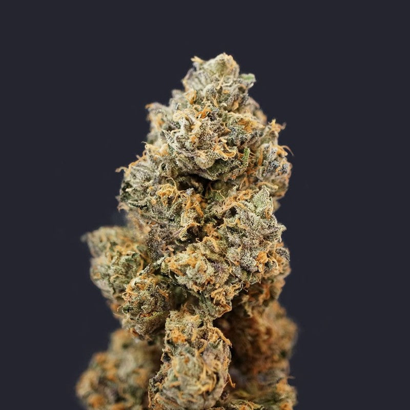 French Macaron by T.H. Seeds