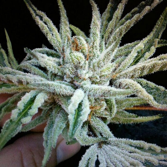 Buddha Tahoe OG by The Cali Connection