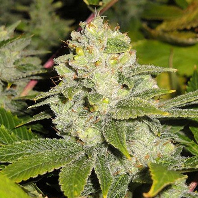 Dead Head OG by The Cali Connection
