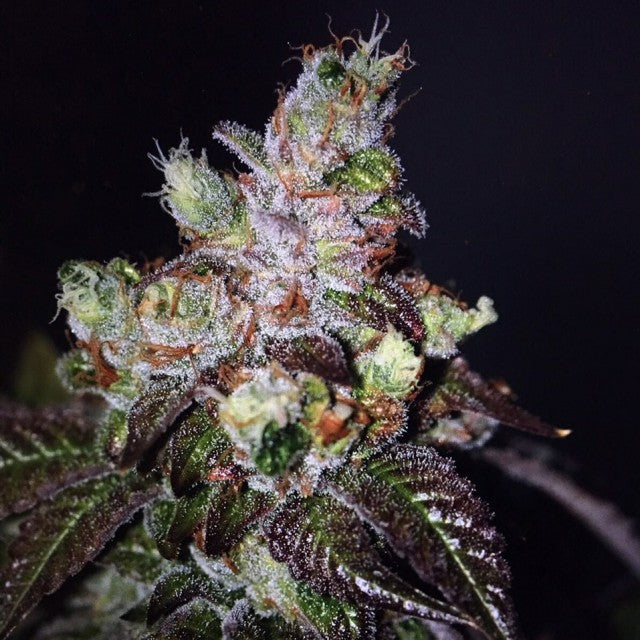 Island Punch by The Cali Connection