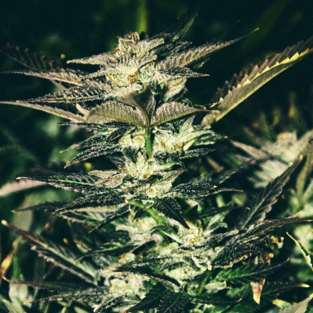 Jupiter OG by The Cali Connection