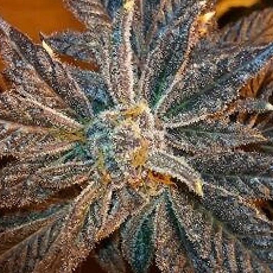LA Cookies by The Cali Connection