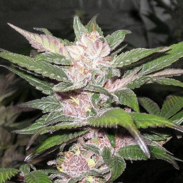 Purple Chem by The Cali Connection