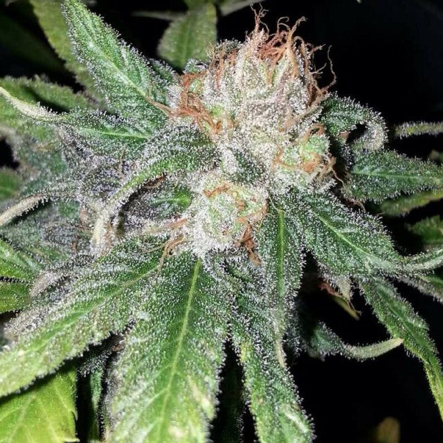 Purple Crack by The Cali Connection