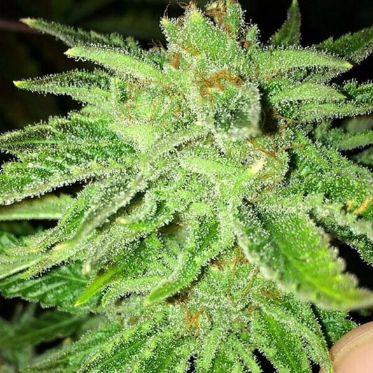 Strawberry OG by The Cali Connection