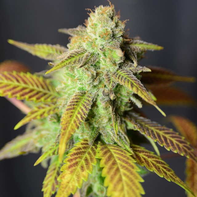 Barbarella by House of the Great Gardener