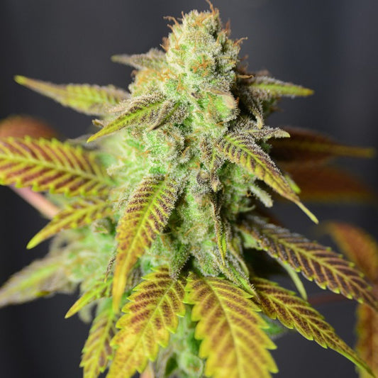 Barbarella by House of the Great Gardener