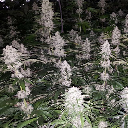 Spumoni by The Plug Seedbank