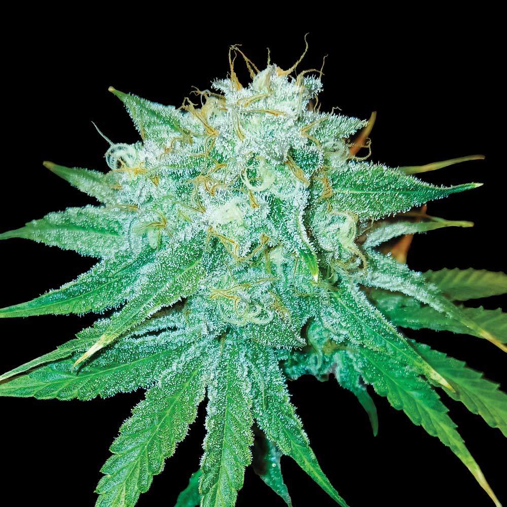 The Stinking Rose by DNA Genetics