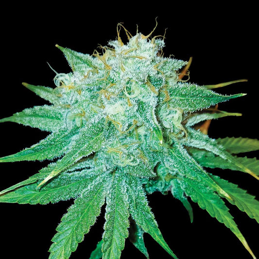 The Stinking Rose by DNA Genetics