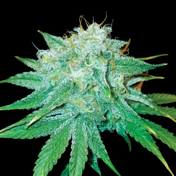 The Stinking Rose by DNA Genetics