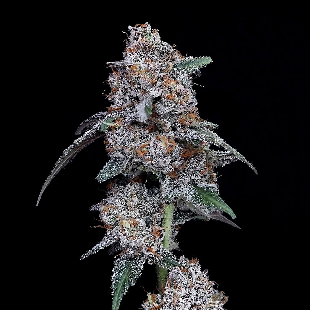 Auto The Bic Mac by DNA Genetics