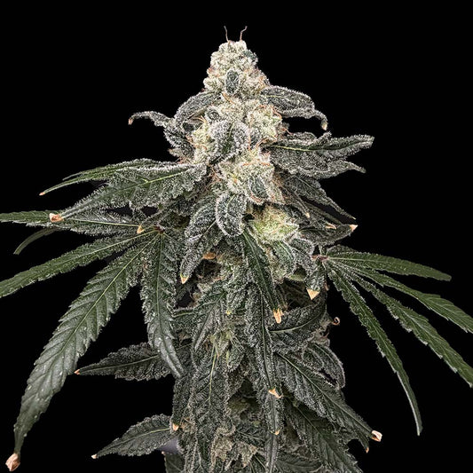Thornberry Pie by Common Wealth Seed Co