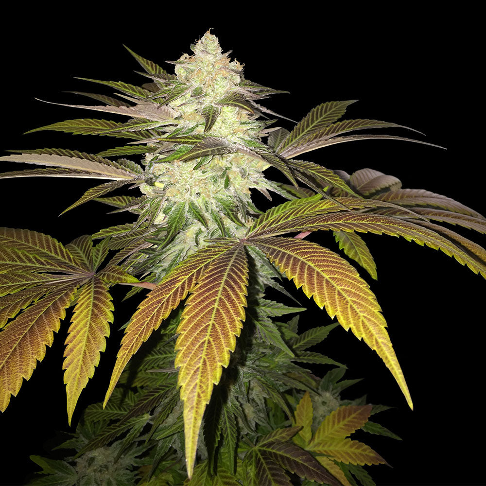 Orangesicle by T.H. Seeds