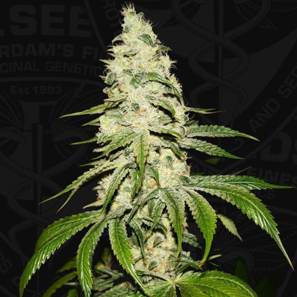 Mont Blanc by T.H. Seeds
