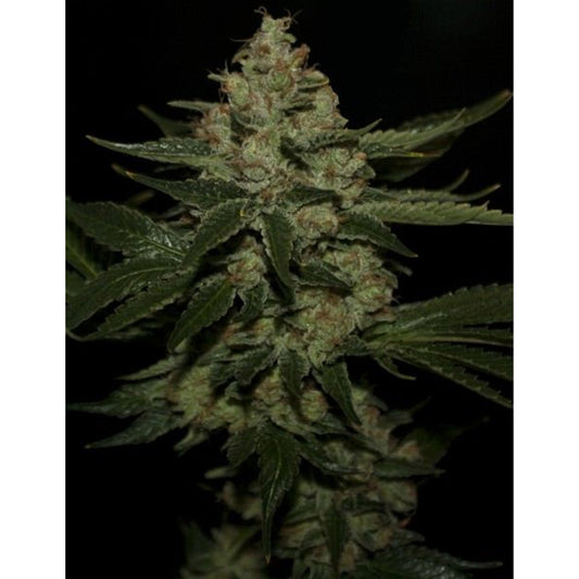 UnderDawg by T.H. Seeds