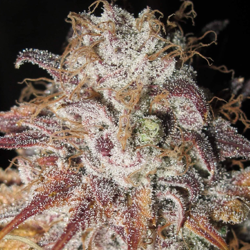 Titty Twister by Ultra Genetics