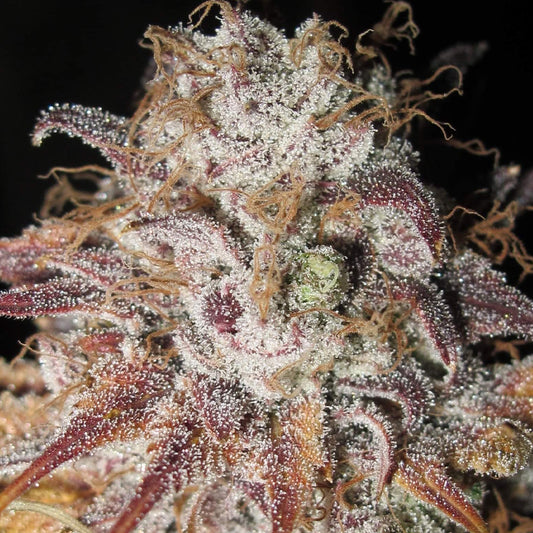Titty Twister by Ultra Genetics