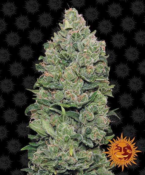 Top Dawg by Barneys Farm