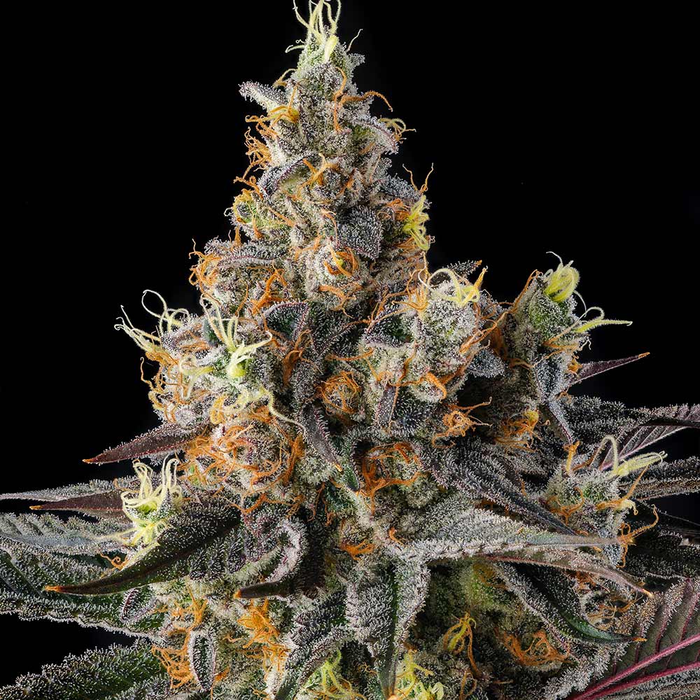 Tostones by Compound Genetics
