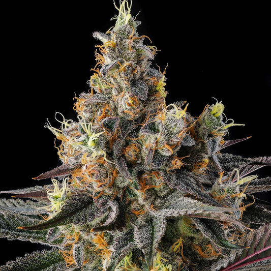 Tostones by Compound Genetics